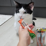 고양이 간식 추천 음수량을 지키는 고양이 츄르 꼬뜨 캣스틱