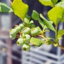 5월 베란다 텃밭 블루베리 나무 키우기 휴론, 드래퍼 열매