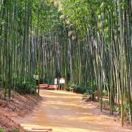 여름 국내 여행지 추천 담양 죽녹원 대나무숲