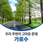 우리 주변의 고마운 존재, 가로수