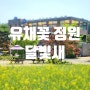 제주도 유채꽃 부럽지 않은 남양주 대형카페 유채꽃 정원_달빛새베이커리앤카페