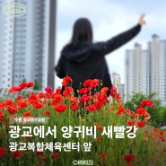 수원 광교호수공원 양귀비 꽃구경, 광교복합체육센터