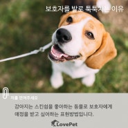 [강아지가 발로 보호자를 툭툭치는 이유] 반려견이 발로 주인을 치는 원인 이유