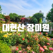 2024 대현산 장미원 장미축제 서울 꽃축제