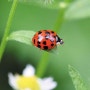 무당벌레(ladybug / lady beetle)