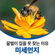 꿀벌이 집을 못 찾는 이유는?