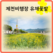 방탄소년단 화양연화 영 포에버 촬영지로 유명한 제천비행장 유채 꽃발
