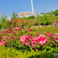 김포호수공원 갈만한곳 놀거리 6월꽃구경 장미원