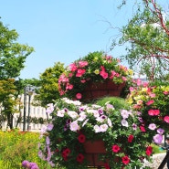 온갖 꽃들을 만날 수 있는 종로 열린송현 녹지광장