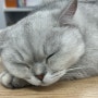고양이는 왜 이렇게 많이 잘까? 인생의 절반을 잔다는 고양이의 하루 수면시간과 잠을 많이 자는 이유