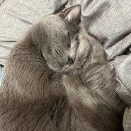 [28] 고양이 기록 : 잘 자는 박하울