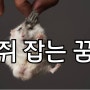 쥐 잡는 꿈 해몽 쥐 잡는 꿈을 꾸었다면 어떤 의미일까 쥐 덫 놓는 꿈 고양이가 쥐 잡는 꿈 등 쥐 꿈 해몽