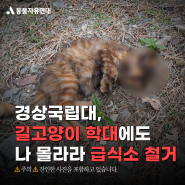 잇따른 길고양이 학대에도 길고양이 급식소 철거 강행한 경상국립대