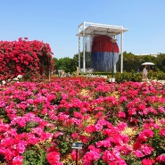 올림픽공원 장미광장 로즈아워페스타 들꽃마루 유채꽃 양귀비꽃 보고 옴