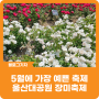 [블로그 기자] 5월에 가장 예쁜 축제 울산대공원 장미축제