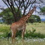 아프리카 탄자니아 신혼여행 타랑기레 국립공원 사파리 투어