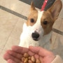 강아지 땅콩 땅콩버터 먹어도 되나요 ?