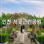 인천 장미 축제 명소 서곶근린공원 장미원