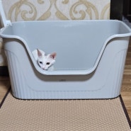 반려묘 특대형화장실 추천 레토 고양이화장실