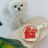 강아지 수박 과일 급여량 수박껍질 수박씨 주면 안되는 이유
