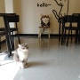 고양이가 돋보이는 우송대 카페 아리냥이
