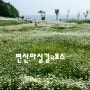 〔부안/변산마실길4코스〕해넘이솔섬길의 샤스타데이지 풍경(ft.도청리쉼터)