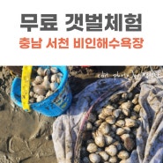 서해 무료갯벌체험｜서천 비인해변 해수욕장/ 물때/ 동죽해감