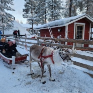 핀란드 겨울여행 북유럽에서 순록썰매 체험 후기