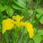 노란 붓꽃