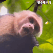 원숭이 먹는 원숭이, 카푸친 원숭이 #Capuchin monkey #파나마흰얼굴카푸친 #육식 원숭이
