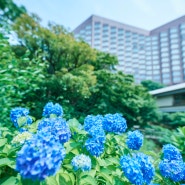 【도쿄 여행】 '도쿄운해'로 유명한 호텔 진잔소 도쿄에서 수국 감상