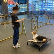 강아지 행동교정 반려동물 훈련사 자격증 따고 마스터함