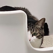 고양이 화장실 추천 스쿠퍼즈 화장실 내돈내산 후기