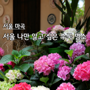 서울 꽃구경 - 서울식물원 낭만수국전 후기