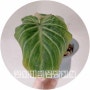 [식집사] 필로덴드론 글로리오섬 화이트베인 / 희귀식물 키우기 / Philodendron Gloriosum ‘White Vein /