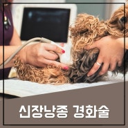 강아지 신장낭종 치료 전문, 비수술적 경화요법으로!