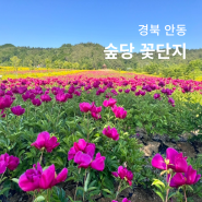 경북 안동 가볼만한곳 작약꽃 명소 숲당 꽃단지 개화 상황