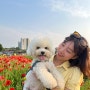 장성 애견동반 산책하기 좋은 황룡강 축제 평일에 미리 가보기(5월 22일 방문)