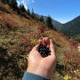 #6 터키, 리제 :: 깊은 산속에서 산딸기 채집하기, 블루베리 쨈 만들기, 찻 잎 따기 Palakçur Yaylası, Rize, Turkey (카라데니즈, 흑해, 에어비엔비)