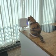 펫공기청정기 고양이 모델 촬영