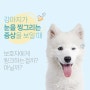 강아지가 눈을 찡그리는 증상을 보일 때