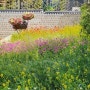 240522 종로구 안국역 나들이, 커피브론즈(망고케이크) 서울공예박물관 열린송현녹지광장(서정적인 꽃밭)