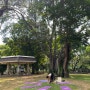 [혼자 4박 5일 방콕 여행 ] 룸피니 공원 요가 클래스 후기