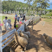 남해 양떼목장 양모리학교 아이와 갈만한 곳 데이트 코스 추천