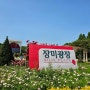 서울 올림픽공원 장미축제 장미광장 꽃나들이