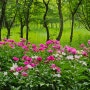 드림파크 야생화단지 작약, 유채꽃, 금영화 5월의 꽃축제