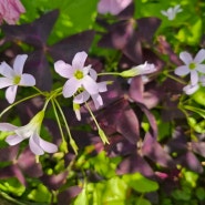 윤슬한옥 정원에 핀 옥살리스 사랑초 덩이괭이밥 꽃말 꽃피는시기