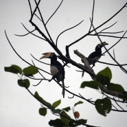 샹그릴라 라사리아 리저브 Borneo Birds 탐조 프로그램과 코뿔새