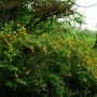 황매화(Kerria japonica (L.) DC.)-겹꽃