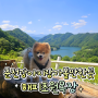 춘천 강아지랑 가볼만한곳 : 해피초원목장 강아지랑 평일방문후기